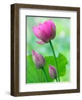 Perry's Water Garden, Lotus Bloom and Buds, Franklin, North Carolina, USA-Joanne Wells-Framed Photographic Print