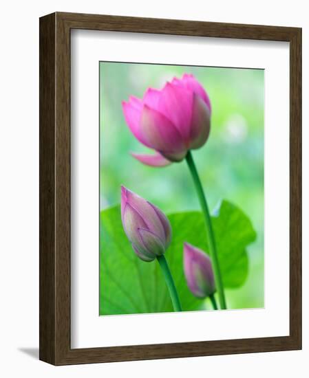 Perry's Water Garden, Lotus Bloom and Buds, Franklin, North Carolina, USA-Joanne Wells-Framed Photographic Print