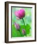 Perry's Water Garden, Lotus Bloom and Buds, Franklin, North Carolina, USA-Joanne Wells-Framed Photographic Print