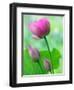 Perry's Water Garden, Lotus Bloom and Buds, Franklin, North Carolina, USA-Joanne Wells-Framed Photographic Print