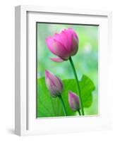 Perry's Water Garden, Lotus Bloom and Buds, Franklin, North Carolina, USA-Joanne Wells-Framed Photographic Print