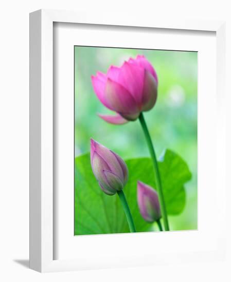 Perry's Water Garden, Lotus Bloom and Buds, Franklin, North Carolina, USA-Joanne Wells-Framed Photographic Print