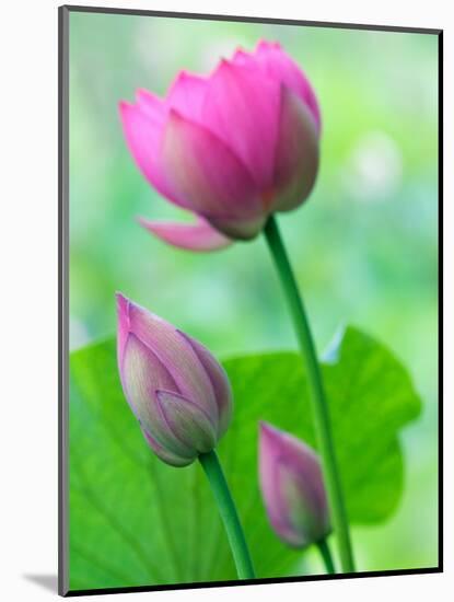 Perry's Water Garden, Lotus Bloom and Buds, Franklin, North Carolina, USA-Joanne Wells-Mounted Photographic Print