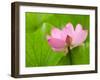 Perry's Water Garden, Lotus Bloom and Leaves, Franklin, North Carolina, USA-Joanne Wells-Framed Premium Photographic Print