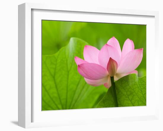 Perry's Water Garden, Lotus Bloom and Leaves, Franklin, North Carolina, USA-Joanne Wells-Framed Premium Photographic Print