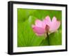 Perry's Water Garden, Lotus Bloom and Leaves, Franklin, North Carolina, USA-Joanne Wells-Framed Photographic Print