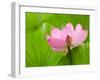 Perry's Water Garden, Lotus Bloom and Leaves, Franklin, North Carolina, USA-Joanne Wells-Framed Photographic Print