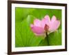 Perry's Water Garden, Lotus Bloom and Leaves, Franklin, North Carolina, USA-Joanne Wells-Framed Photographic Print