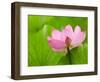 Perry's Water Garden, Lotus Bloom and Leaves, Franklin, North Carolina, USA-Joanne Wells-Framed Photographic Print