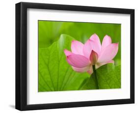 Perry's Water Garden, Lotus Bloom and Leaves, Franklin, North Carolina, USA-Joanne Wells-Framed Photographic Print