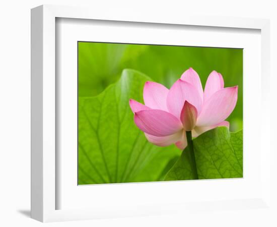 Perry's Water Garden, Lotus Bloom and Leaves, Franklin, North Carolina, USA-Joanne Wells-Framed Photographic Print