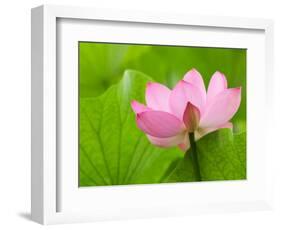 Perry's Water Garden, Lotus Bloom and Leaves, Franklin, North Carolina, USA-Joanne Wells-Framed Photographic Print