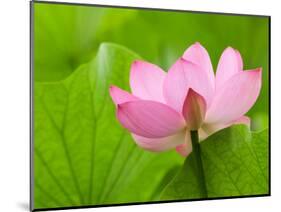 Perry's Water Garden, Lotus Bloom and Leaves, Franklin, North Carolina, USA-Joanne Wells-Mounted Photographic Print