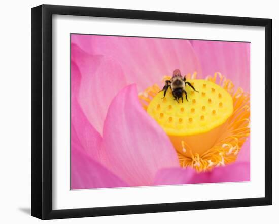 Perry's Water Garden, Lotus Blossom and Bee, Franklin, North Carolina, USA-Joanne Wells-Framed Premium Photographic Print