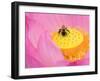 Perry's Water Garden, Lotus Blossom and Bee, Franklin, North Carolina, USA-Joanne Wells-Framed Premium Photographic Print