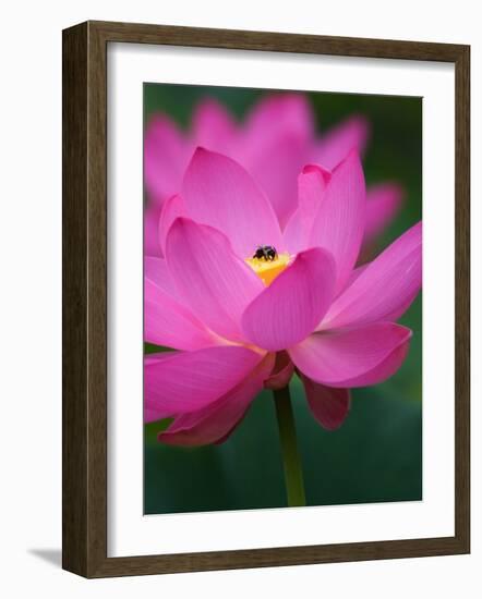 Perry's Water Garden, Lotus Blossom and Bee, Franklin, North Carolina, USA-Joanne Wells-Framed Photographic Print