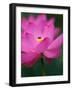 Perry's Water Garden, Lotus Blossom and Bee, Franklin, North Carolina, USA-Joanne Wells-Framed Photographic Print