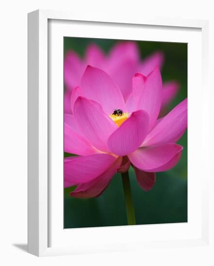 Perry's Water Garden, Lotus Blossom and Bee, Franklin, North Carolina, USA-Joanne Wells-Framed Photographic Print