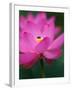 Perry's Water Garden, Lotus Blossom and Bee, Franklin, North Carolina, USA-Joanne Wells-Framed Photographic Print