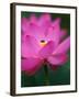 Perry's Water Garden, Lotus Blossom and Bee, Franklin, North Carolina, USA-Joanne Wells-Framed Photographic Print