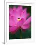 Perry's Water Garden, Lotus Blossom and Bee, Franklin, North Carolina, USA-Joanne Wells-Framed Photographic Print