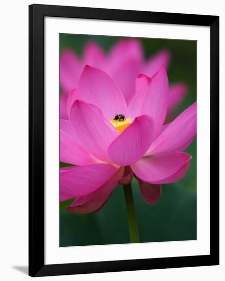 Perry's Water Garden, Lotus Blossom and Bee, Franklin, North Carolina, USA-Joanne Wells-Framed Photographic Print