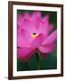 Perry's Water Garden, Lotus Blossom and Bee, Franklin, North Carolina, USA-Joanne Wells-Framed Photographic Print