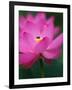 Perry's Water Garden, Lotus Blossom and Bee, Franklin, North Carolina, USA-Joanne Wells-Framed Photographic Print