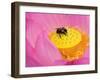 Perry's Water Garden, Lotus Blossom and Bee, Franklin, North Carolina, USA-null-Framed Photographic Print