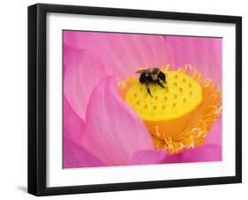 Perry's Water Garden, Lotus Blossom and Bee, Franklin, North Carolina, USA-null-Framed Photographic Print