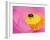 Perry's Water Garden, Lotus Blossom and Bee, Franklin, North Carolina, USA-null-Framed Photographic Print