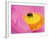 Perry's Water Garden, Lotus Blossom and Bee, Franklin, North Carolina, USA-null-Framed Photographic Print