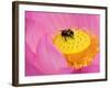 Perry's Water Garden, Lotus Blossom and Bee, Franklin, North Carolina, USA-null-Framed Photographic Print