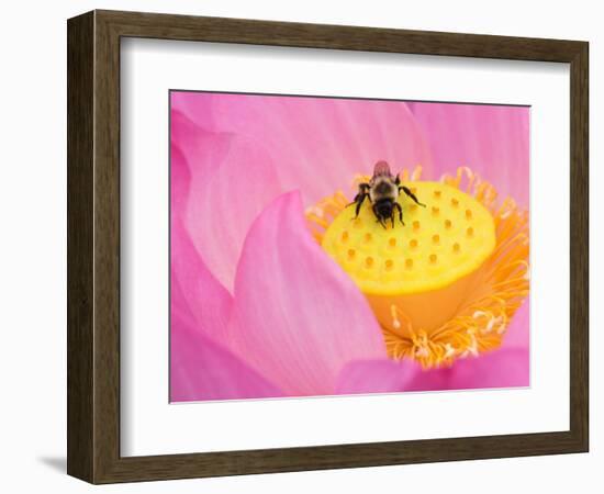 Perry's Water Garden, Lotus Blossom and Bee, Franklin, North Carolina, USA-Joanne Wells-Framed Photographic Print