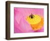 Perry's Water Garden, Lotus Blossom and Bee, Franklin, North Carolina, USA-Joanne Wells-Framed Photographic Print