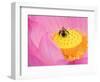 Perry's Water Garden, Lotus Blossom and Bee, Franklin, North Carolina, USA-Joanne Wells-Framed Photographic Print