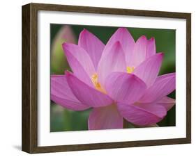 Perry's Water Garden, Lotus Blossom, Franklin, North Carolina, USA-Joanne Wells-Framed Premium Photographic Print