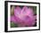 Perry's Water Garden, Lotus Blossom, Franklin, North Carolina, USA-Joanne Wells-Framed Premium Photographic Print