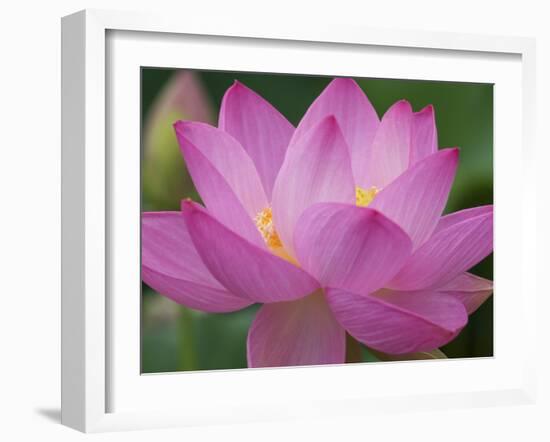 Perry's Water Garden, Lotus Blossom, Franklin, North Carolina, USA-Joanne Wells-Framed Premium Photographic Print