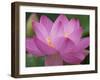 Perry's Water Garden, Lotus Blossom, Franklin, North Carolina, USA-Joanne Wells-Framed Photographic Print