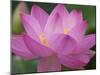 Perry's Water Garden, Lotus Blossom, Franklin, North Carolina, USA-Joanne Wells-Mounted Photographic Print