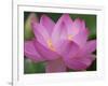 Perry's Water Garden, Lotus Blossom, Franklin, North Carolina, USA-Joanne Wells-Framed Photographic Print