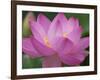 Perry's Water Garden, Lotus Blossom, Franklin, North Carolina, USA-Joanne Wells-Framed Photographic Print