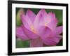 Perry's Water Garden, Lotus Blossom, Franklin, North Carolina, USA-Joanne Wells-Framed Photographic Print