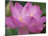 Perry's Water Garden, Lotus Blossom, Franklin, North Carolina, USA-Joanne Wells-Mounted Photographic Print