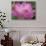 Perry's Water Garden, Lotus Blossom, Franklin, North Carolina, USA-Joanne Wells-Photographic Print displayed on a wall