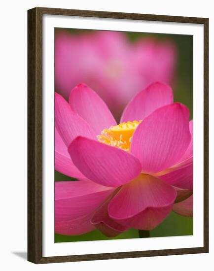 Perry's Water Garden, Lotus Blossom, Franklin, North Carolina, USA-Joanne Wells-Framed Premium Photographic Print