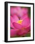 Perry's Water Garden, Lotus Blossom, Franklin, North Carolina, USA-Joanne Wells-Framed Photographic Print