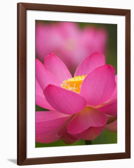 Perry's Water Garden, Lotus Blossom, Franklin, North Carolina, USA-Joanne Wells-Framed Photographic Print