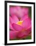 Perry's Water Garden, Lotus Blossom, Franklin, North Carolina, USA-Joanne Wells-Framed Photographic Print